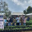 MaTangDetect: Sistem AI untuk Deteksi Dini Hama Kentang